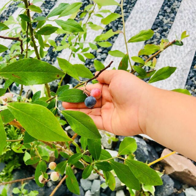 ブルーベリーの木🫐

少し色づくと
すぐに子どもに食べられて

ゆっくり
熟してる間がない🤣

そんなだから
ジャムになるなんて
到底 無理な話よね🙄💔

外構を考える時
「庭に植えたい植物はありますか？」
って設計士さんに聞かれて

迷わず「ブルーベリー」
って答えた私😎

小学生の時、通学路で
食べられる実がなってるお家が
めちゃくちゃ羨ましかった😚

我が子がこんなに喜んで
食べてくれて

ホント 植えて良かったよ😂

ま、私の口には
ほとんど入らないんだけど😂

あと3本
植えたい‥🫐🫐🫐

#注文住宅 #マイホーム計画中の人と繋がりたい #新築一戸建て #家づくり #新築一戸建て #おうちづくり #工務店がつくる家 #玄関アプローチ #シンボルツリー #庭木 #ブルーベリーの木 #ブルーベリー #外構 #庭 #庭づくり